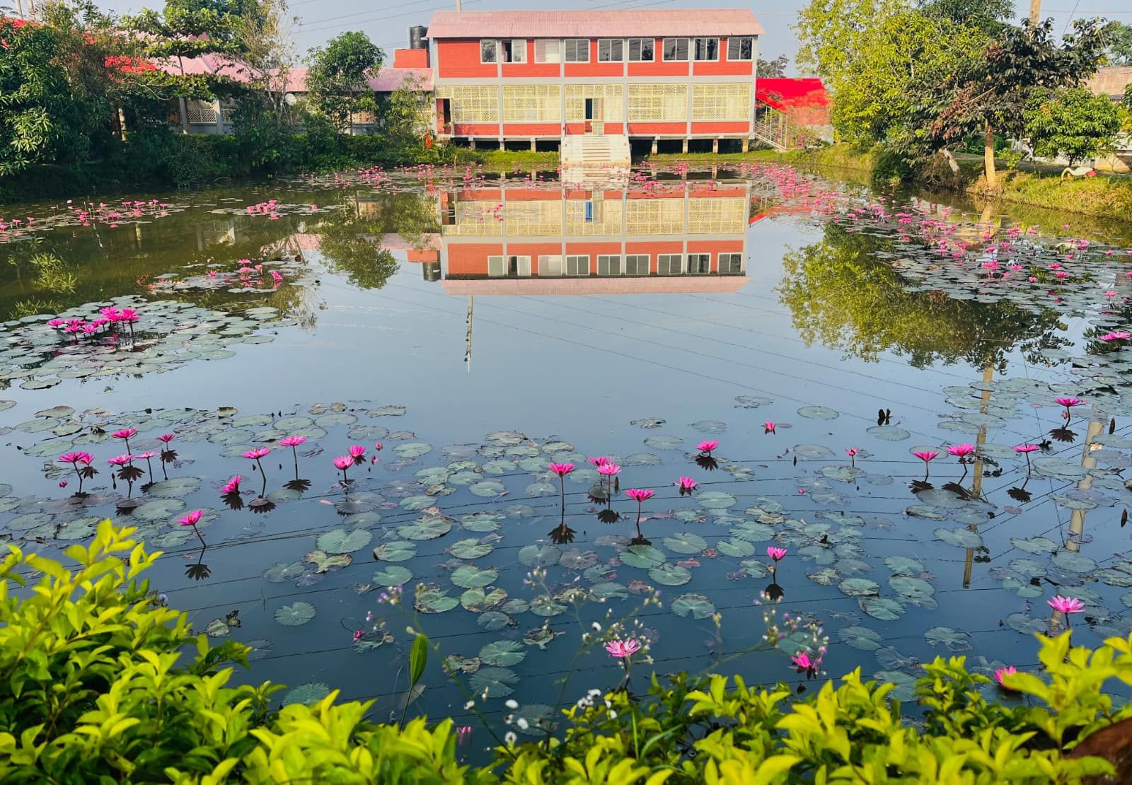 waterlilly resort