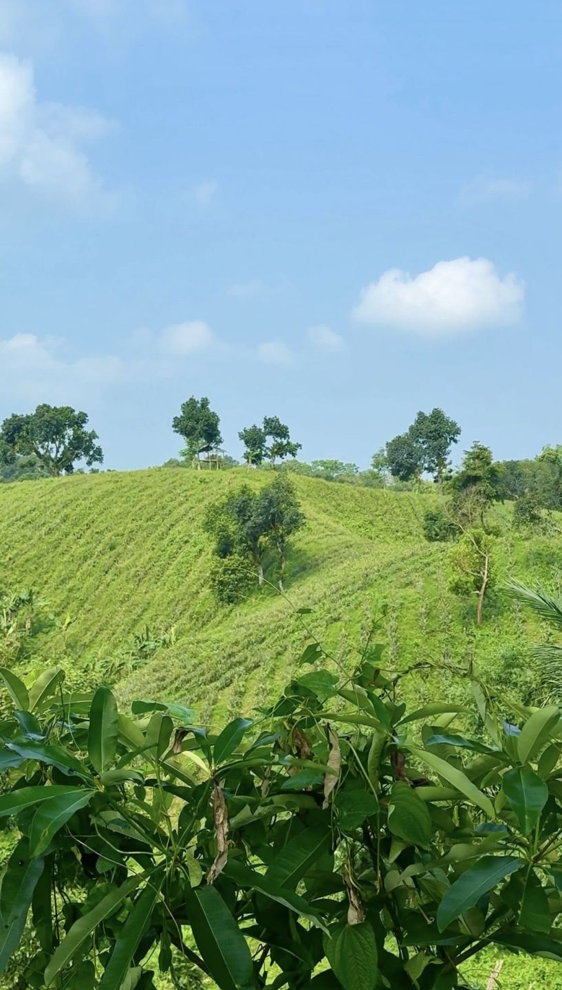 siari resort sreemangal